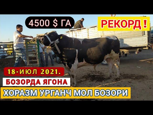 БОЗОРДА ЯГОНА БУКА 4500$ ГА  18-ИЮЛ 2021. XORAZM URGANCH MOL BOZORI