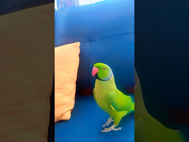 Talkative parrot Zoomi