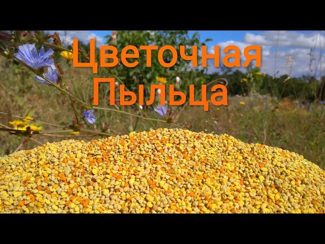 Пчелиная Пыльца в Альпийском улье