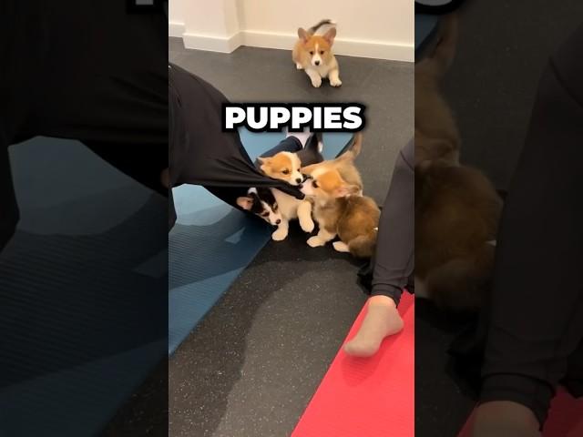 Puppies invade Yoga #shorts #puppies #yoga