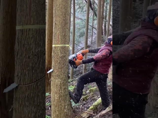 stihl 261 ms  #forestry #japan