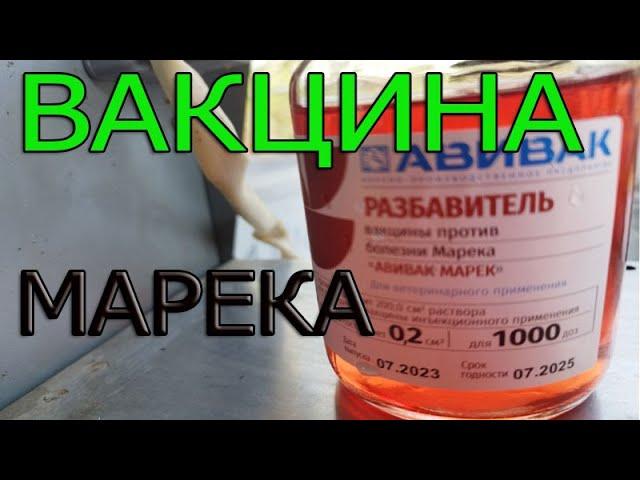 Как правильно делать прививку от Марека? Подробная инструкция.