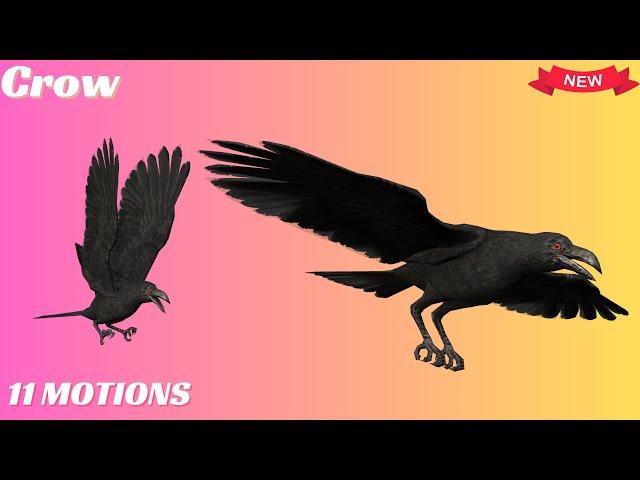 Crow animals Iclone 8 used with free download pack