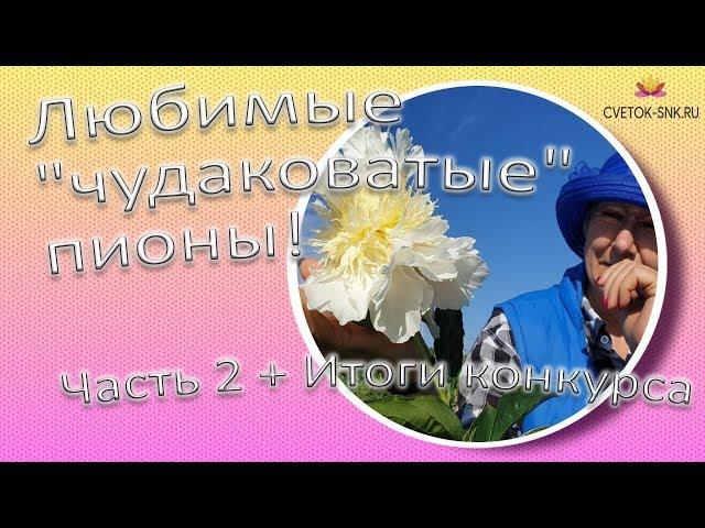 Любимые "чудаковатые" пионы! Часть 2 / Сад Ворошиловой