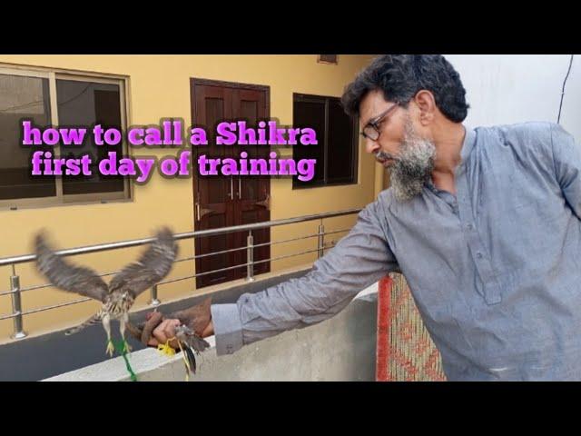 first day of training shikra || how to call a shikra || falconry art of kings