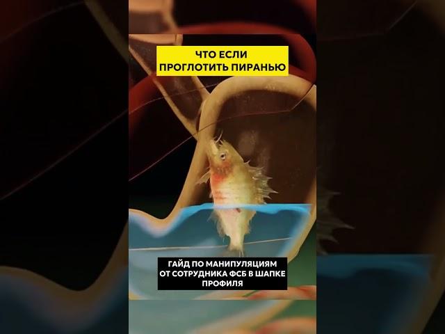 ЧТО ЕСЛИ ПРОГЛОТИТЬ ПИРАНЬЮ