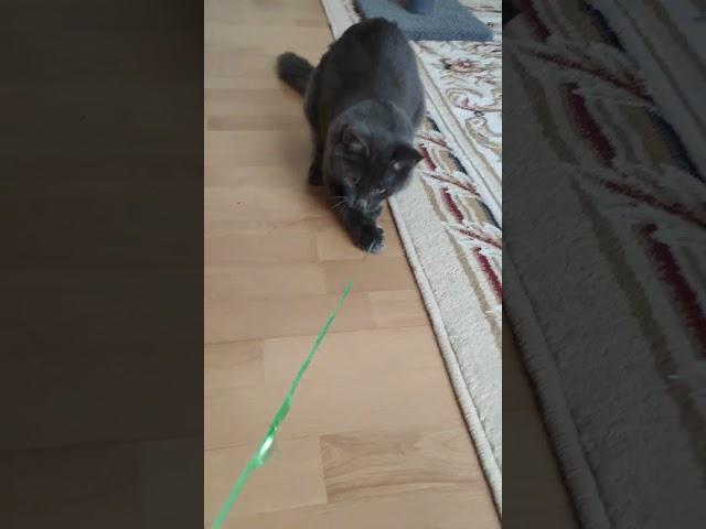 kitten Kuzya plays with a ribbon.#cat #cute #kitten #funny #asmr