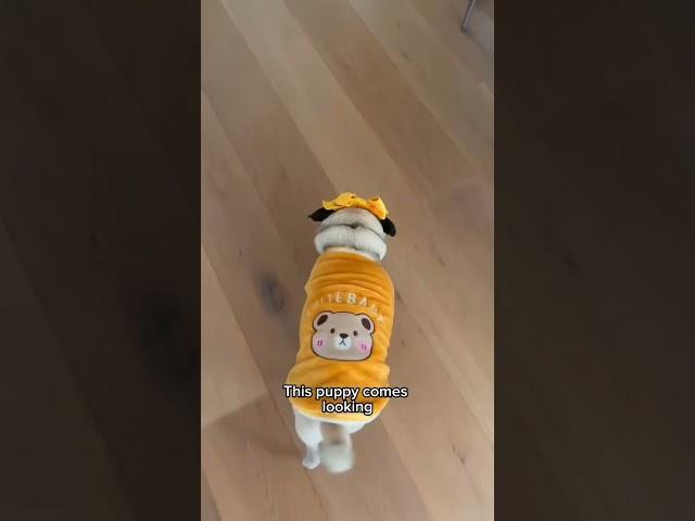 When the Cheese Drawer opens, this puppy comes looking!  #dog #shorts #adorable #cute #pets