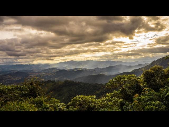 Nature sounds of Brazil, insects and birdsong, relaxing sounds