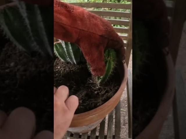 Planting Spiky Cactus