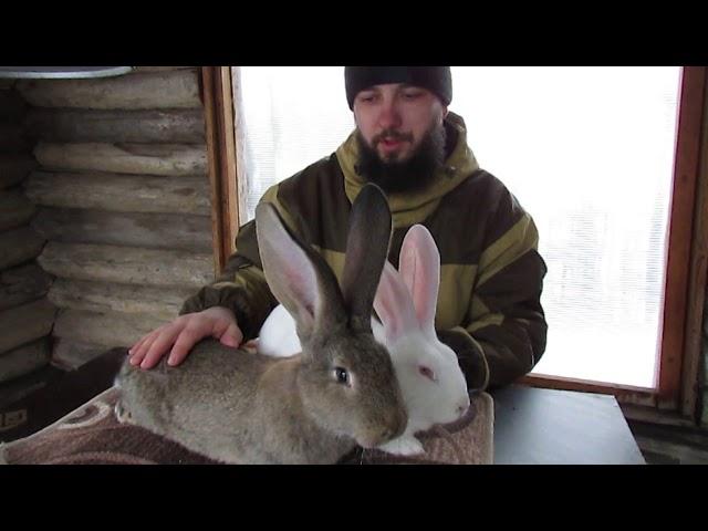 Белый великан вес в 4 месяца. Сравнение с Фландром.