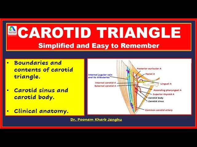 Carotid triangle | Carotid triangle anatomy | Carotid triangle essentials | [Simplified]