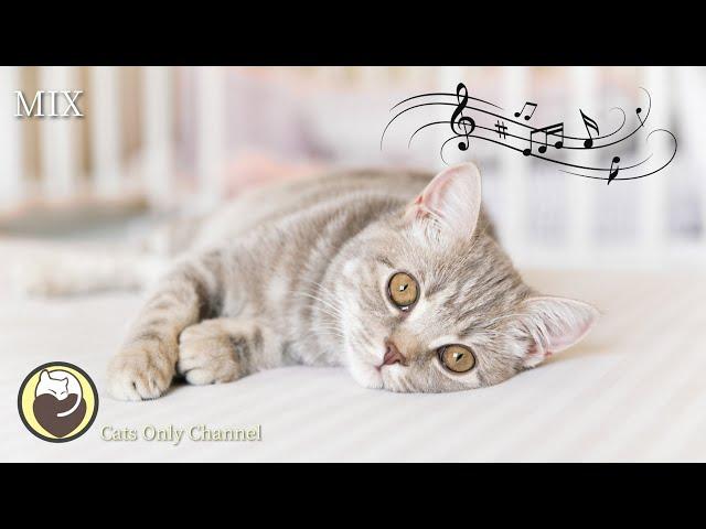 10 Hours of Calming Music for Cats (with cat purring sounds) - Relaxing Background Music