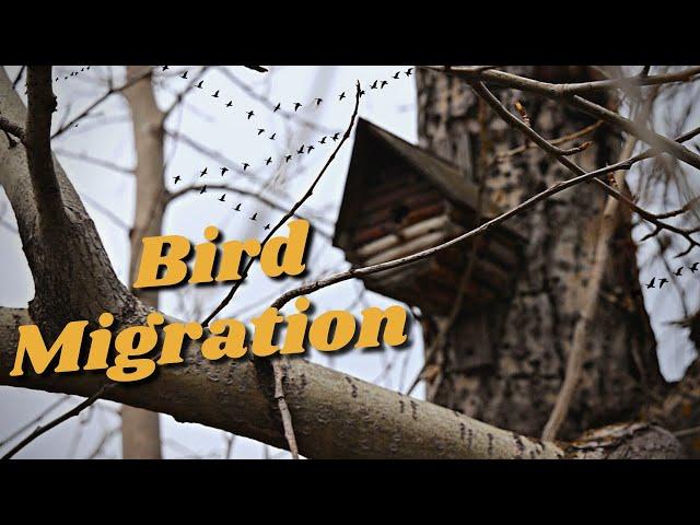 Acreage Life in Alberta Canada | Bird Migration & Play House Build