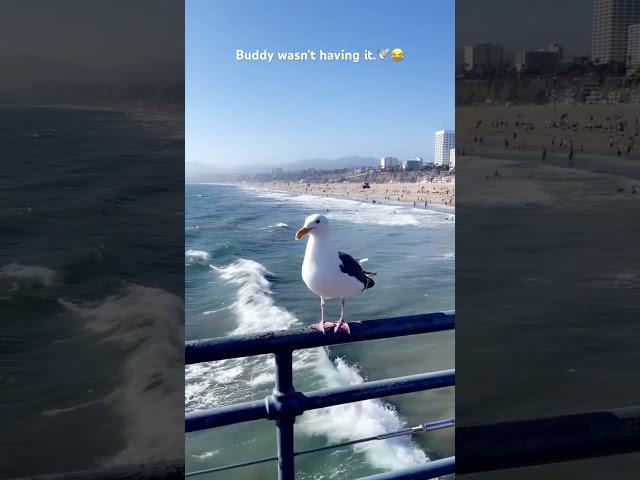 Talking to a Seagull. #video #fyp #seagull #viral #beach