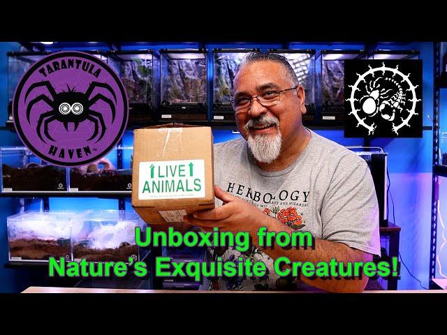 Unboxing from Nature's Exquisite Creatures!