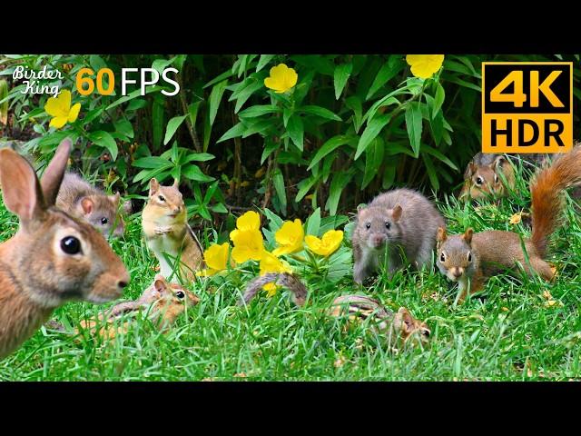 Cat TV for Cats to Watch  Cute Birds, Squirrels, Chipmunks, Rats, Bunnies  4K HDR 60FPS