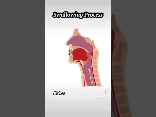 Swallowing process