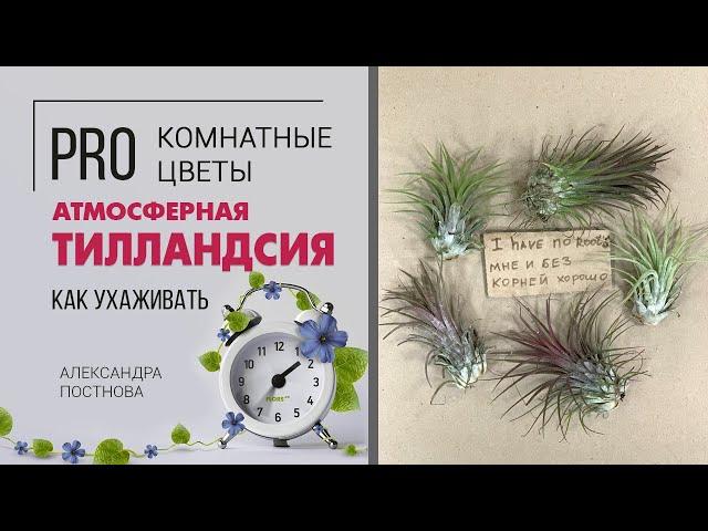 Необычное комнатное растение. Чудо природы - Тилландсия атмосферная.