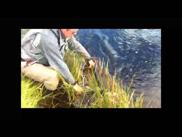 Nigel Griffiths playing 2 salmon