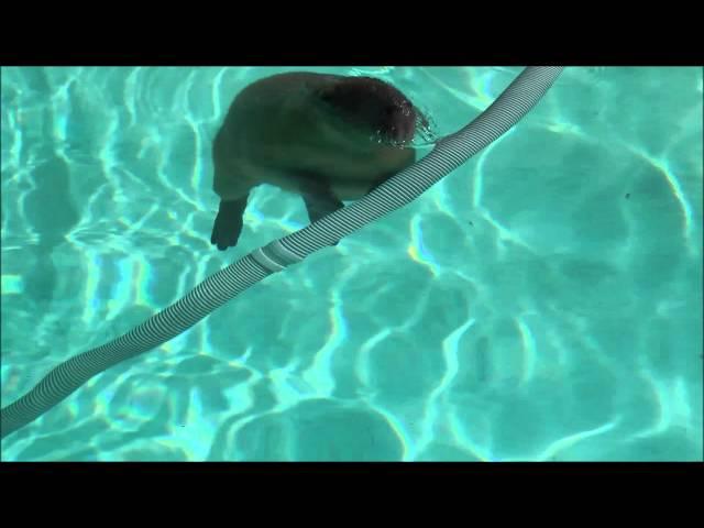 Romeo Capybara Swimming  ロミオカピバラ水泳