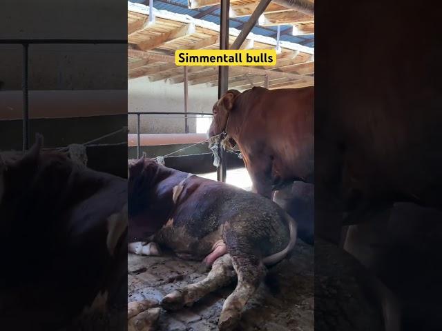 #simmental