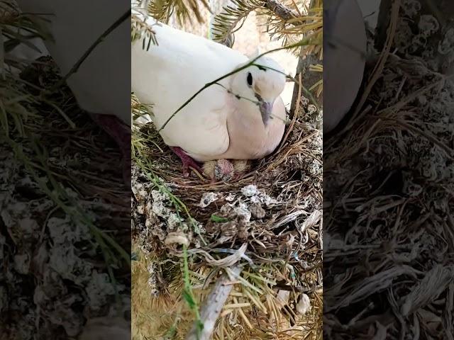 new chick