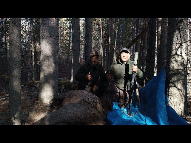 Долгожданная охота на изюбря на реву в Юго-Западной Якутии. 3 серия финал. Добыли бычка изюбря.