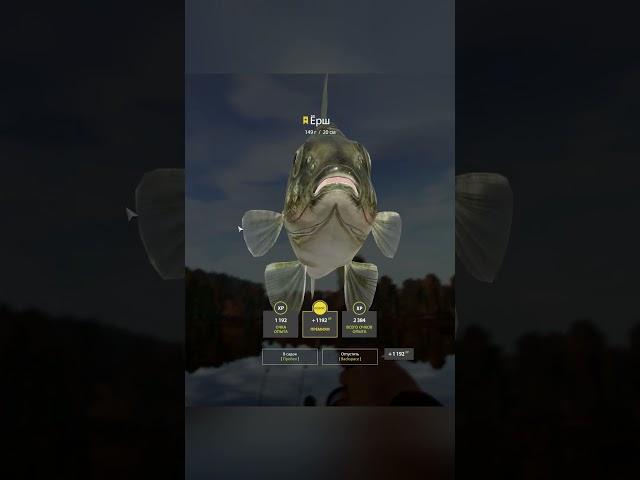 Ёрш оз. Комариное ТРОФЕЙ #shorts  #fishing #carpfishing #рыбалка #carp #tutorial #рыба