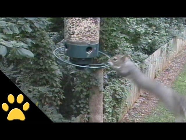 Squirrels Spinning on Bird Feeders: Compilation