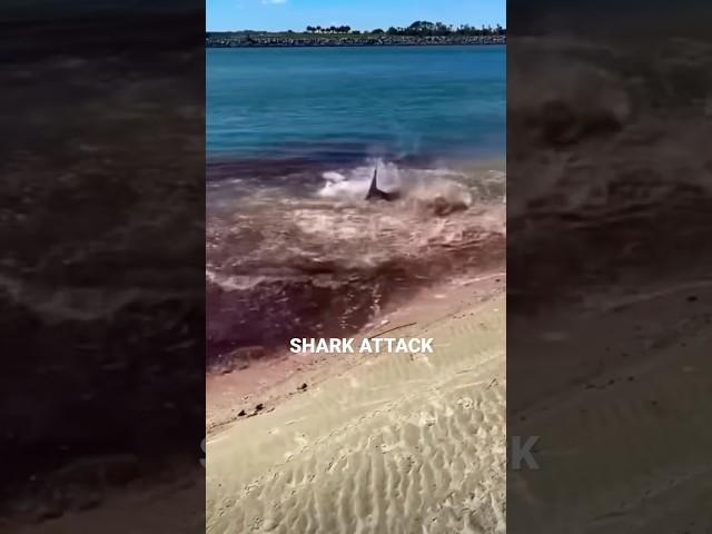 #shark #attack #shorts #ocean #blowthisup #blood #scary #viral #trending #fyp #foryou #popoff