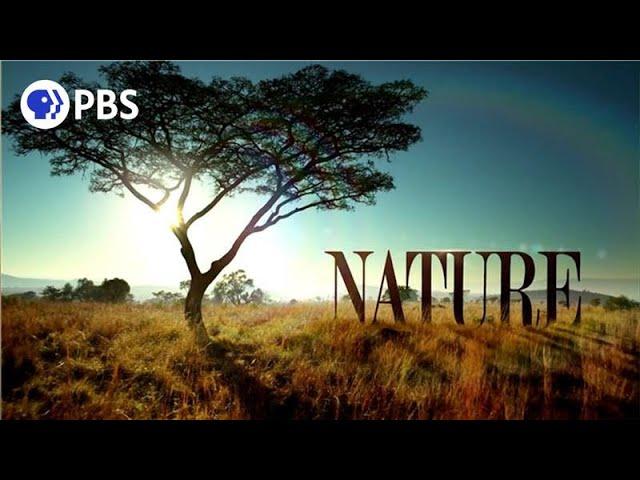 Welcome to PBS Nature