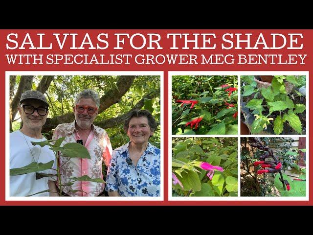 Salvias that grow in shade with specialist grower Meg Bentley!