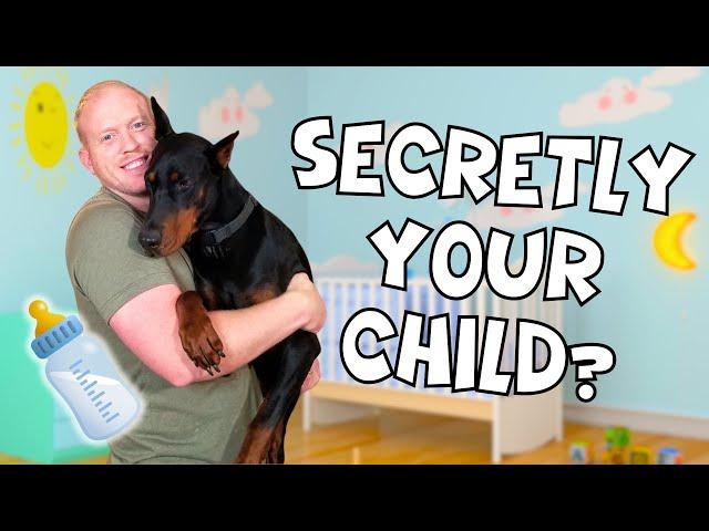 17 Signs Your Doberman Secretly Sees You as Their Parent