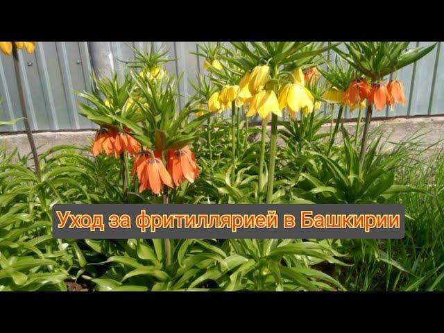 #РЯБЧИК императорский. Уход за фритиллярией