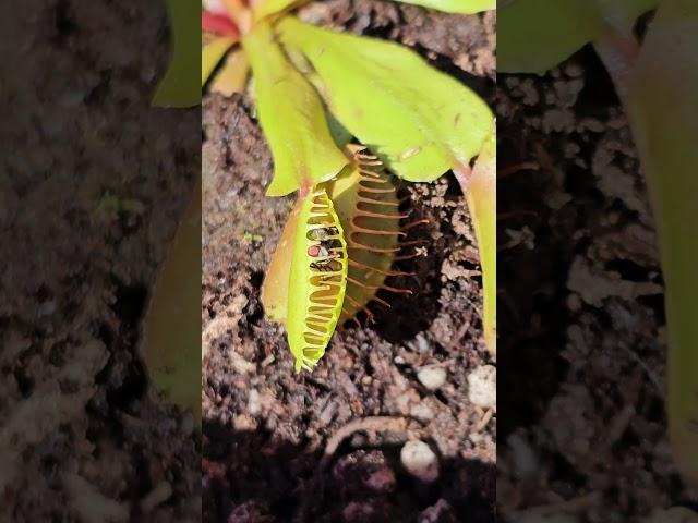 Fresh Trap Caught One #plants #plantcare #plant #gardening #garden #health #fun #cool