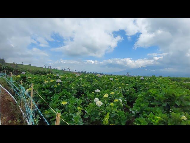 Indonesia Walk in Tour | Sumber Brantas, Vegetable & flower farming village in the valley of Mount.
