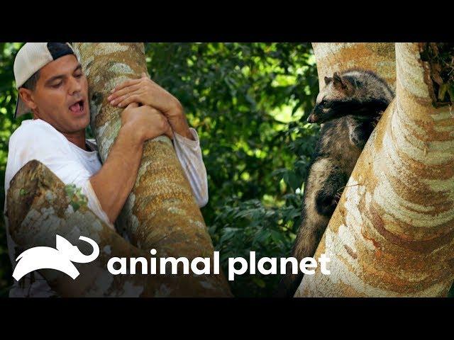 ¡Frank trepa un árbol con una gineta! | Wild Frank: En busca del dragón | Animal Planet