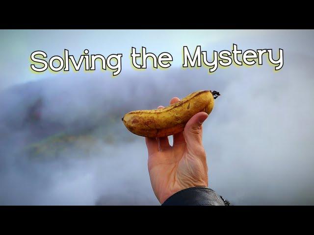 ICELANDIC BANANA SAGA : The Incredible Way Bananas Are Grown In Iceland (Part 1)