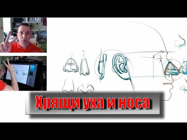 Хрящи уха и носа. Пластическая анатомия. - А. Рыжкин