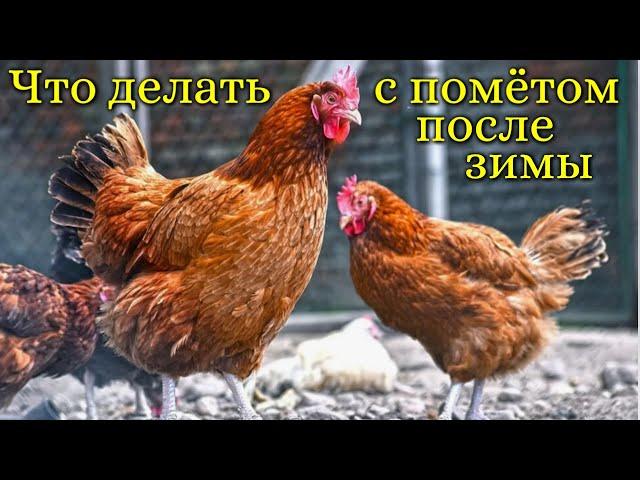 Куда девать куриный помёт из курятника, как сделать удобрение