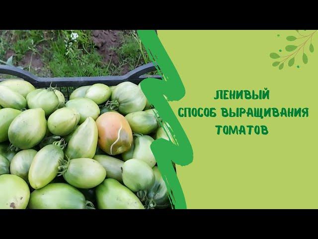 Ленивый способ выращивания томатов