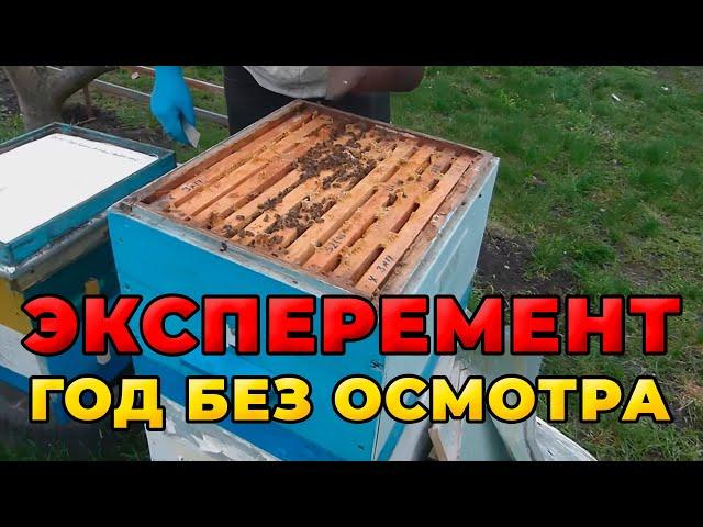 Пасека год без осмотра пчеловода. Результаты моего эксперимента.