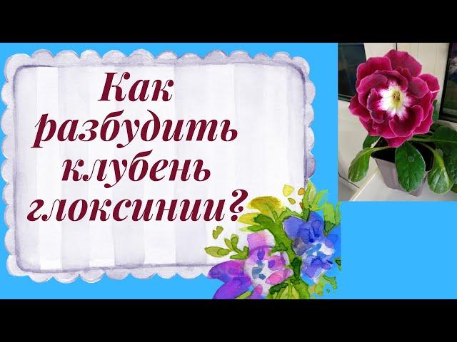 Как разбудить клубень глоксинии/