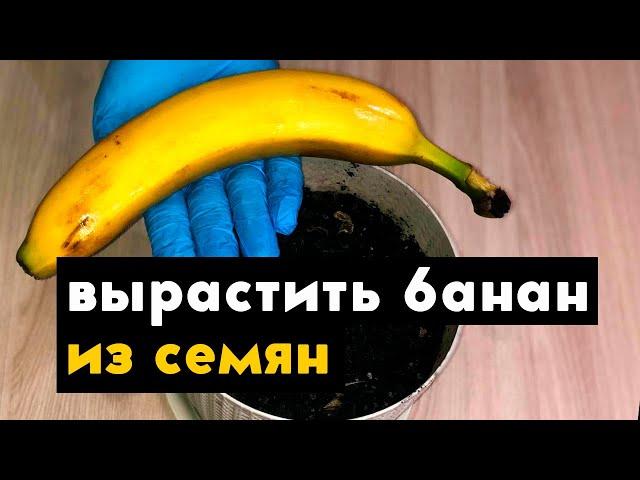Как вырастить банан в домашних условиях из семян банана (эксперимент не удался)