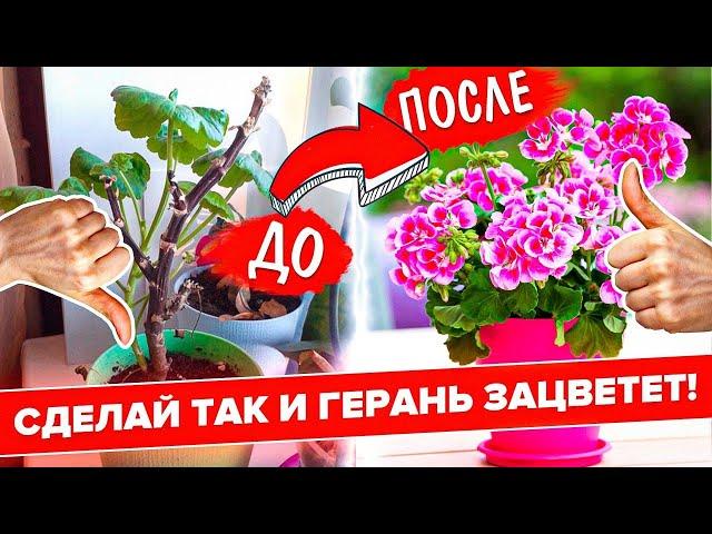 КОГДА ПЕРЕСАЖИВАТЬ ПЕЛАРГОНИЮ? ГЕРАНЬ. ПЕРЕСАДКА. УХОД. ЧЕРЕНКОВАНИЕ