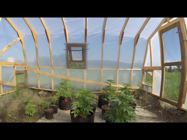 Klondike Midnight sun Cannabis greenhouse