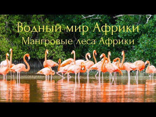 Водный мир Африки.Мангровые леса Африки.