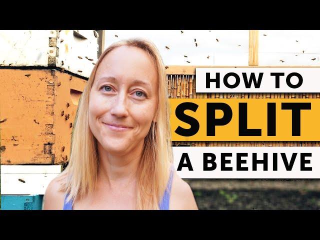 HOW TO SPLIT a Beehive Step-By-Step | Beekeeping 101