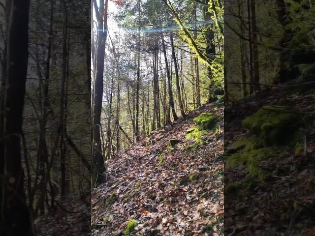 My soul #BlackForest#HikingAdventure #BadenWürttemberg#travelgram #peaceful#serene #StreamFlow#calm